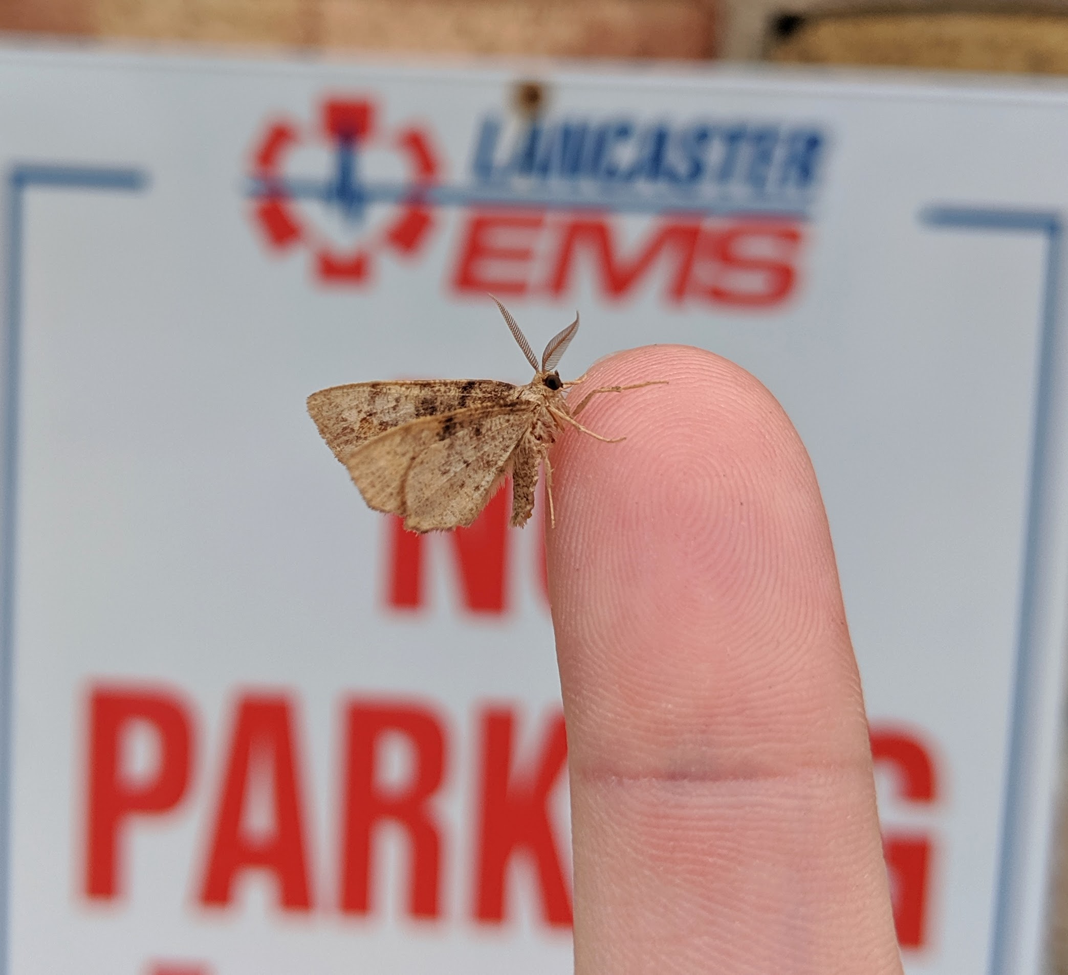 I still have to get this one identified_20190828.jpg